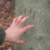 Bear claws on the tree at Stoney Brook
