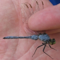 New London Dragonfly species taken on the Deming property in September 2011