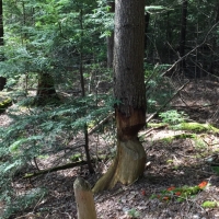 The beavers have been working